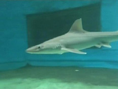 חדש באילת: פגישה קרובה עם כריש (צילום: חדשות 2)