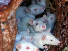 גם עכברים נשלחים לחלל (אילוסטרציה) (צילום: רויטרס)