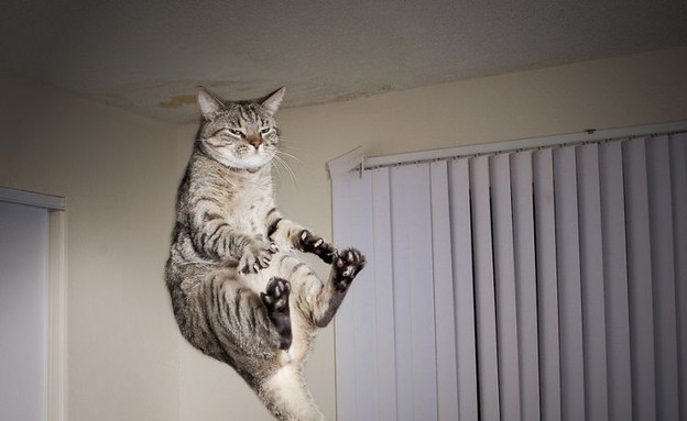 חתולים באוויר (צילום:  boredpanda.com)