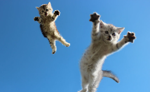 חתולים באוויר (צילום:  boredpanda.com)
