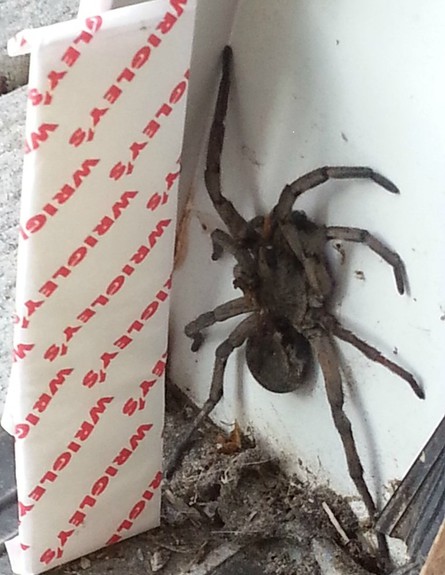 עכביש עצום (צילום: Reddit)