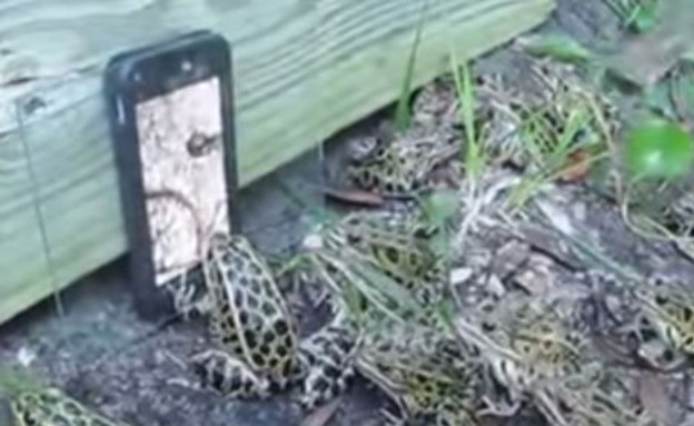 צפרדעים על אייפון (צילום: יוטיוב)