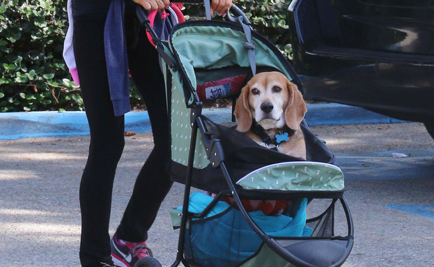 מי הכוכבת שמטיילת עם הכלב שלה בעגלה? (צילום: Splashnews, splash news)