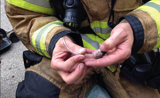 אוגרים ניצלו (צילום: Lacey Fire Department)