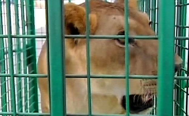 צפו: אריות הועברו מעזה לישראל (צילום: חדשות 2)