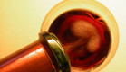 כוס יין אדום (צילום: jupiter images)