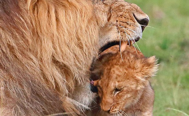 אריה ובנו (צילום: Caters News Agency)