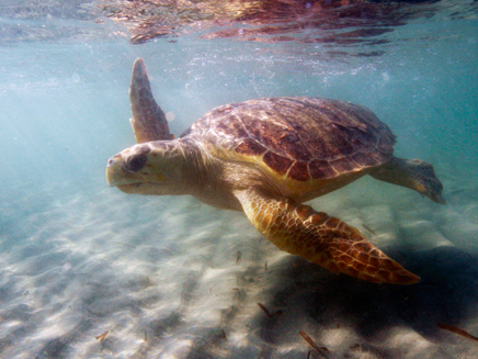 צבי הים - בדרך להכחדה (צילום: AP)