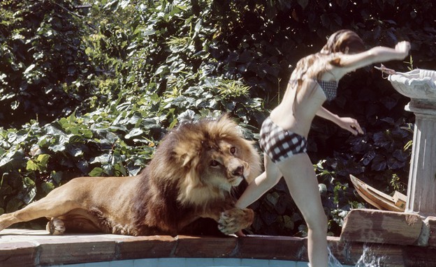 מלאני גריפית' והאריה (צילום: Michael Rougier, GettyImages IL)