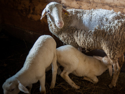 חווה בסבינה איטליה כבשים (צילום: חיים יוסף)