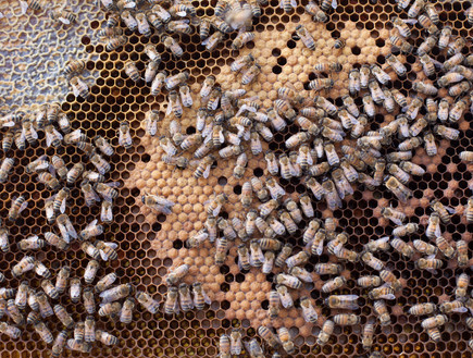 כוורת מקומית באיטליה דבורים (צילום: חיים יוסף)
