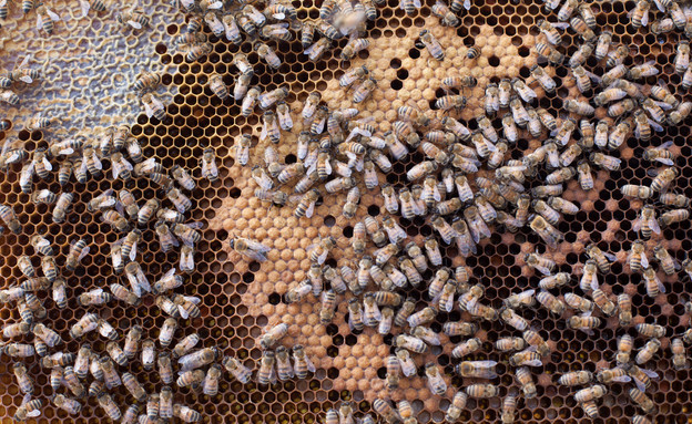 כוורת מקומית באיטליה דבורים (צילום: חיים יוסף)
