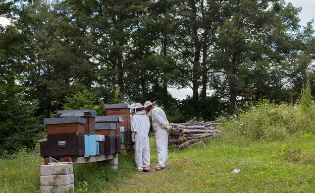 כוורת מקומית באיטליה דבורים מלכת הכוורת (צילום: חיים יוסף)