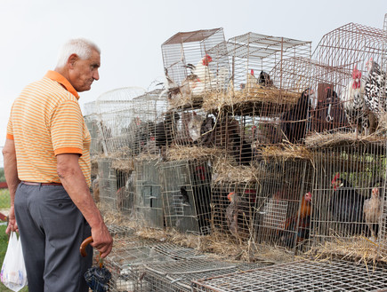 שוק איכרים באיזור סבינה תרנגולות (צילום: חיים יוסף)