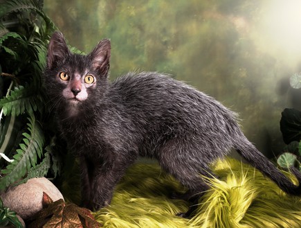 Lykoi חתול זאב (צילום: בריטני גובל )