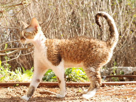 חתול דבון רקס (צילום:  סרגיי סטרדוצב)