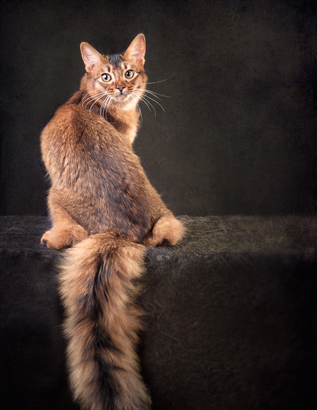 חתול סומלי  (צילום: טטיאנה דרוז)