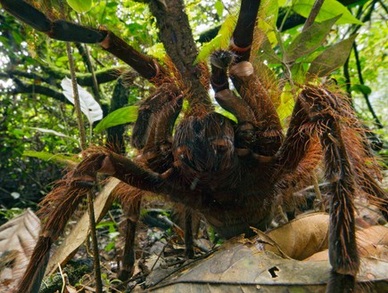 העכביש הכי גדול (צילום: פיוטר נסקרקי )