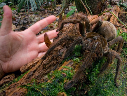העכביש הכי גדול (צילום: פיוטר נסקרקי )