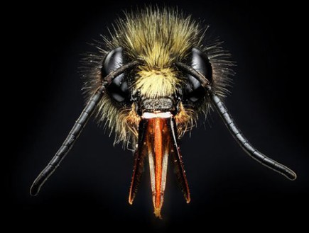 קלוז אפ חרקים (צילום: Macroscopic Solutions)