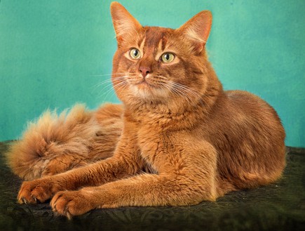 חתול סומלי (צילום: טטיאנה דרוז)