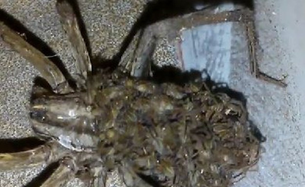 עכבישה ענקית (צילום: יוטיוב)