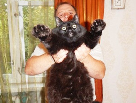 חתול שמן מאוד (צילום: dailymail.co.uk)