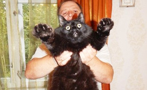 חתול שמן מאוד (צילום: dailymail.co.uk)