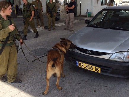 כלבני עוקץ בירושלים (צילום: דוברות חיל המשטרה הצבאית)