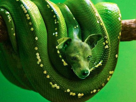 חיות בפוטושופ (צילום: Caters News Agency)