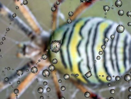 קורי עכביש יפים (צילום: אלברטו גיצי פאניצה)