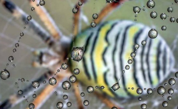 קורי עכביש יפים (צילום: אלברטו גיצי פאניצה)