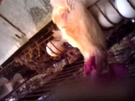 תרנגולות נחנקות בכלובים (צילום: חדשות 2)