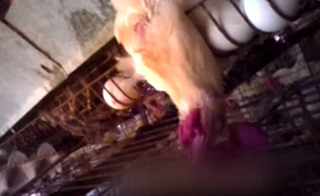 תרנגולות נחנקות בכלובים (צילום: חדשות 2)