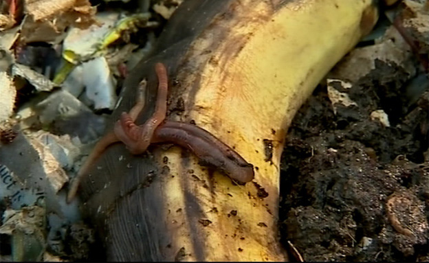 תולעים בבננה (צילום: חדשות 2)