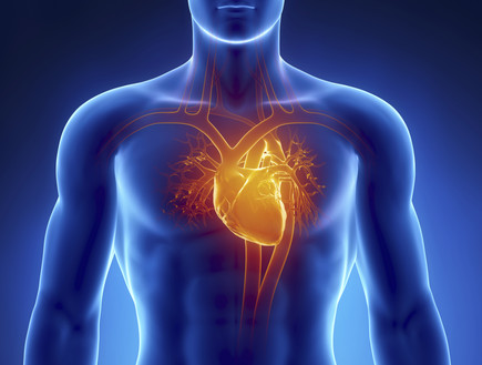 לב אדם (צילום: Thinkstock)