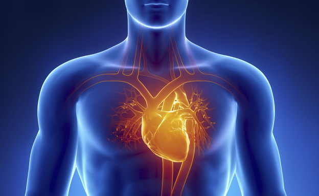לב אדם (צילום: Thinkstock)