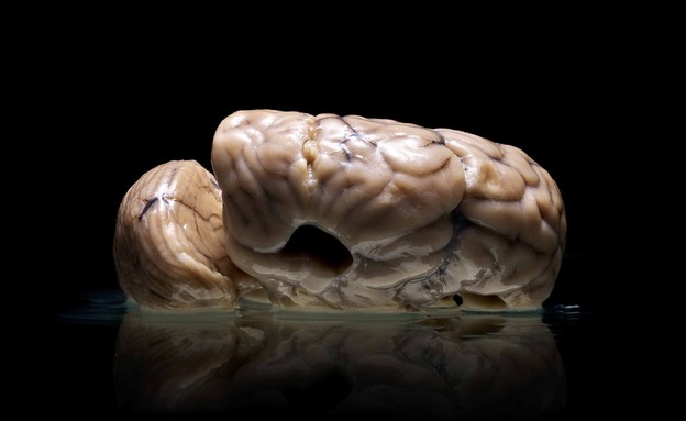 מוחות בצנצנת (צילום: אדם וורהז)