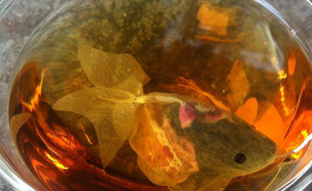 תיון דג זהב (צילום: charmvilla )