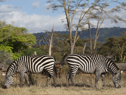 ספארי, טנזניה (צילום: זיו קורן)