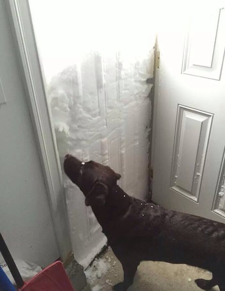 שלג בבאפלו (צילום: reddit.com)
