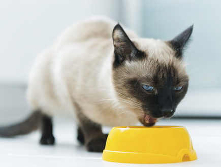 חתול אוכל מקערה (אילוסטרציה: thinkstock)