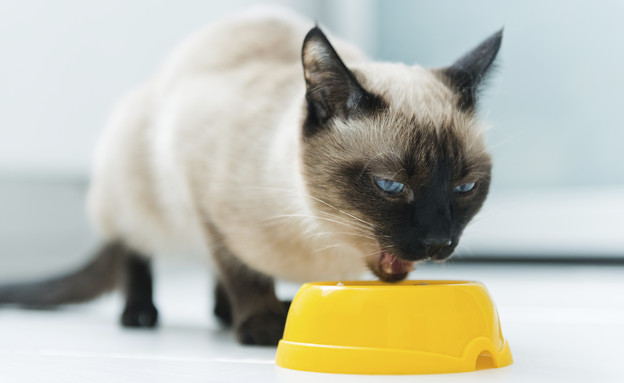 חתול אוכל מקערה (אילוסטרציה: thinkstock)