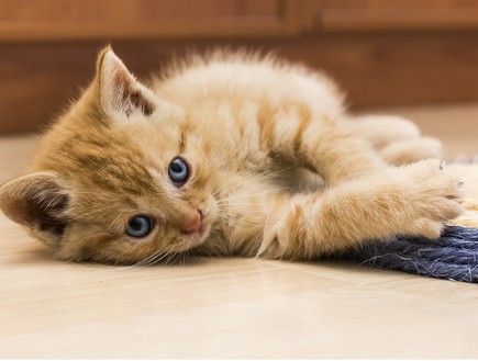 חתול שוכב על הריצפה (צילום: thinkstock)
