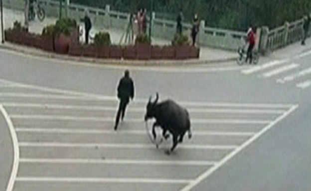 בהלה בסין: באפלו משוטט ברחובות (צילום: חדשות 2)