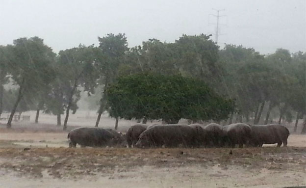 גם ההיפופוטמים מחפשים מחסה (צילום: באדיבות ספארי רמת גן)