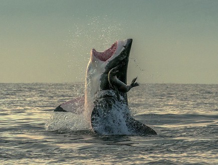 כלב ים ניצל (צילום: Caters News Agency)
