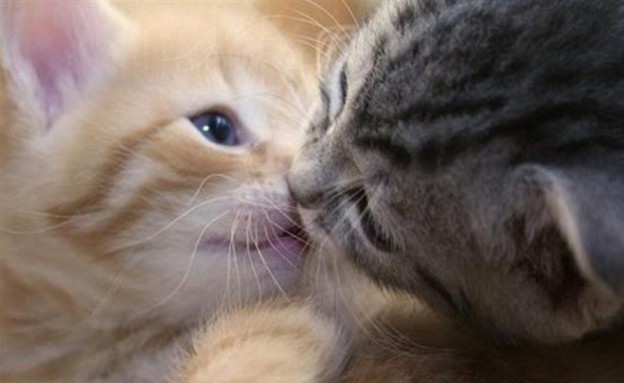נשיקות ברגע הנכון (צילום: buzzfeed.com)
