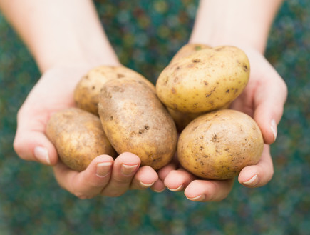 תפוחי אדמה (צילום: אימג'בנק / Thinkstock)