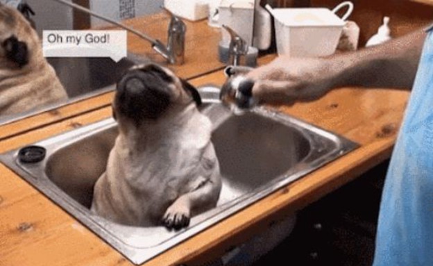 כלב מתקלח (צילום: יוטיוב)